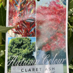 FRAXINUS angustifolia 'Raywood' (Claret Ash) - B/R