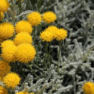 Santolina chamaecyparissus 'Silver Orb'