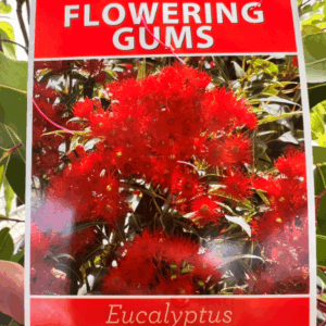 EUCALYPTUS ‘Summer Red’