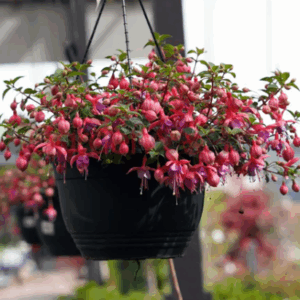 FUCHSIA ASSORTED