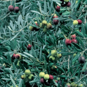 Olive europaea 'Athena’s Choice'