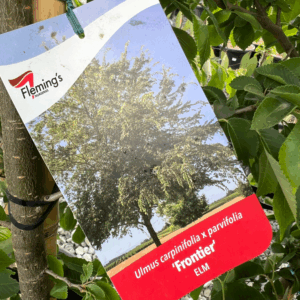 ULMUS 'Frontier' (Elm)
