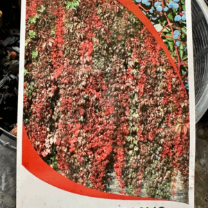 PARTHENOCISSUS quinquefolia (Virginia Creeper)