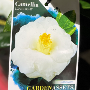 CAMELLIA japonica 'Lovelight'