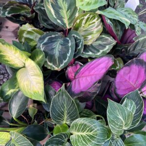 INDOOR PLANT ASSORTED