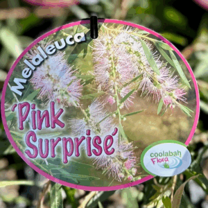 MELALEUCA 'Pink Surprise'