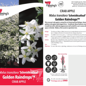 MALUS 'Golden Raindrops' (Schmidtcutleaf)