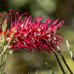 GREVILLEA 'Lollypops'