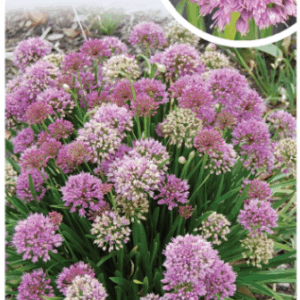ALLIUM 'Millennium'