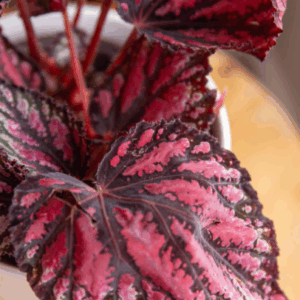 Begonia rex
