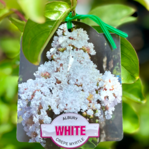 LAGERSTROEMIA 'Albury White' (Crepe Myrtle)