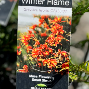 GREVILLEA 'Winter Flame'