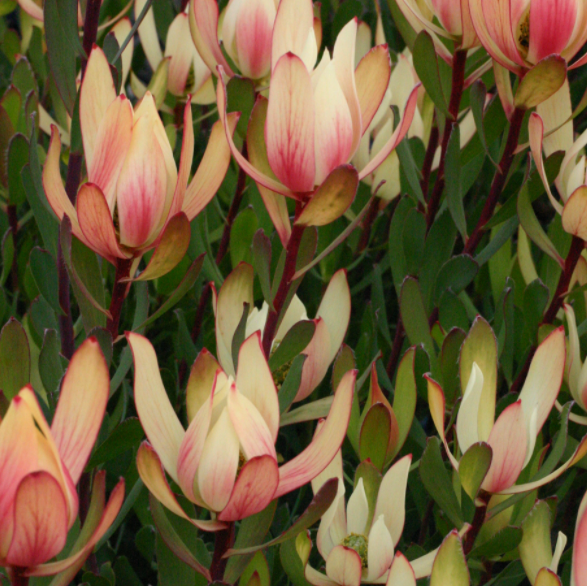 LEUCADENDRON 'Sixteen Candles'
