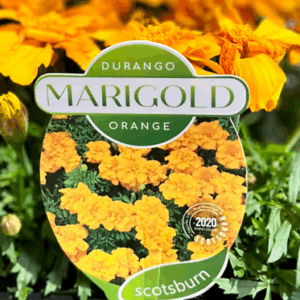 MARIGOLD 'Durango Orange'