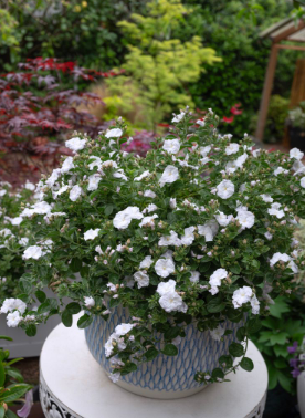 Convolvulus ‘Rippled Moon White’
