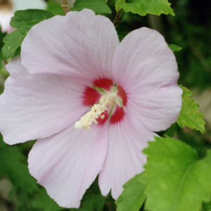 Hibiscus syriacus
