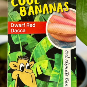 MUSA sapientum 'Dwarf Red Dacca' (Cool Bananas)