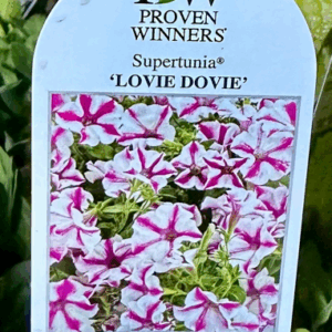 PETUNIA 'Lovie Dovie'