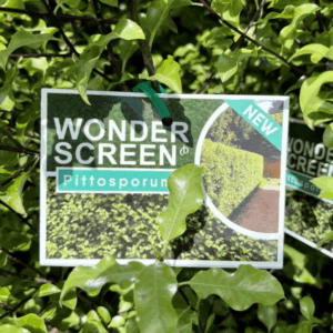 PITTOSPORUM tenuifolium 'Wonder Screen' PBR