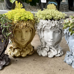 HEAD POTS