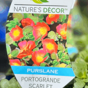 PORULACA 'Rio Scarlet'