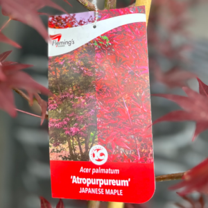 ACER palmatum 'Atropurpureum'