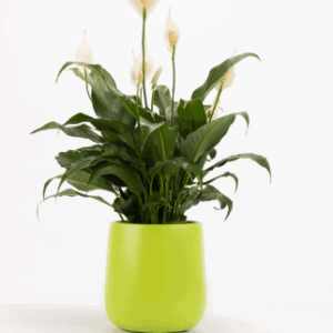 ASHGROVE Duffel Mini Planter