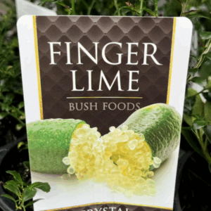 CITRUS Lime 'Finger Lime Crystal'