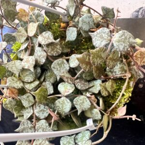 HOYA Heart Leaf Basket