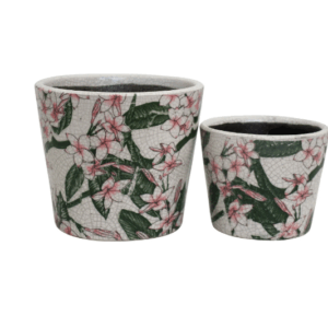 Pot- Frangipani