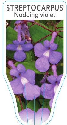 STREPTOCARPUS caulescens - Nodding Violet