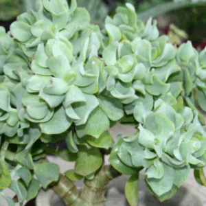 CRASSULA 'Ripple Jade'