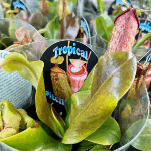 NEPENTHES (Pitcher Plant)
