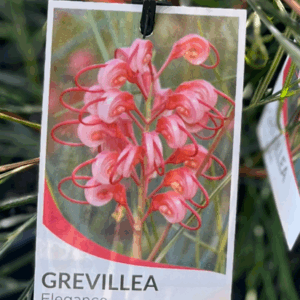 GREVILLEA 'Elegance'