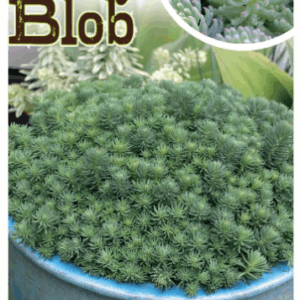 SEDUM 'Grey Blob'