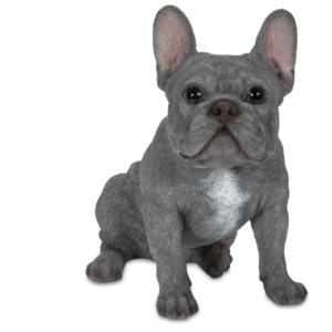 French Bulldog Sitting