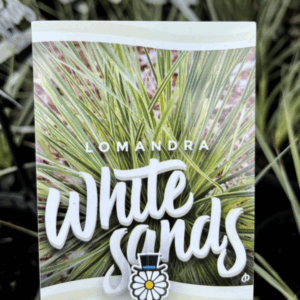 LOMANDRA 'White Sands'