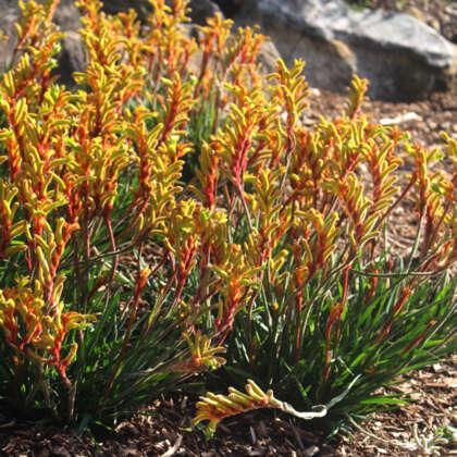 ANIGOZANTHOS 'Bush Tenacity' (Kangaroo Paw)