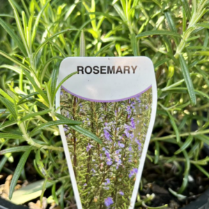 ROSMARINUS officinalis (Rosemary)