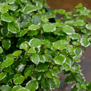 FICUS pumila 'Ice Caps' (Climbing/Creeping Fig)
