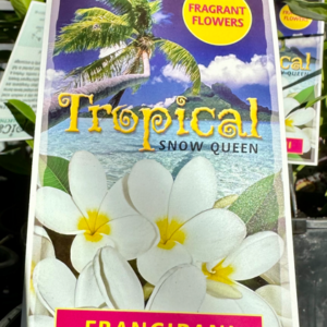 PLUMERIA rubra 'Snow Queen' (Frangipani)