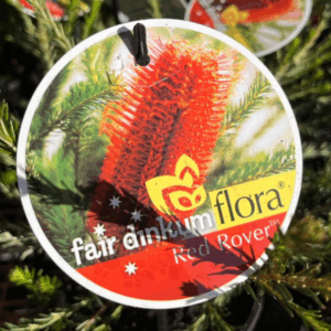 BANKSIA ericifolia 'Red Rover'