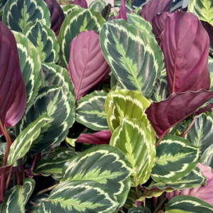 CALATHEA 'Medallion'