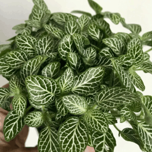 FITTONIA minima Assorted