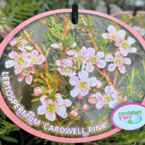 LEPTOSPERMUM flavescens Varieties