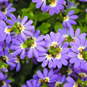 SCAEVOLA aemula 'Aussie Crawl'