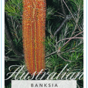BANKSIA spinulosa x ericifolia Varieties