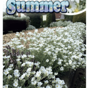 CERASTIUM 'Snow In Summer'