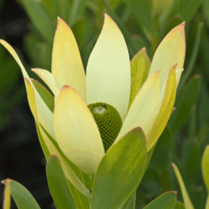 LEUCADENDRON 'Lime Magic'