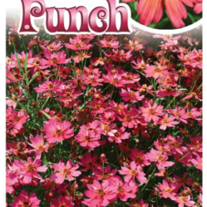 COREOPSIS 'Rum Punch'